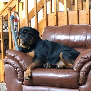 Meet your Posher, Analisa